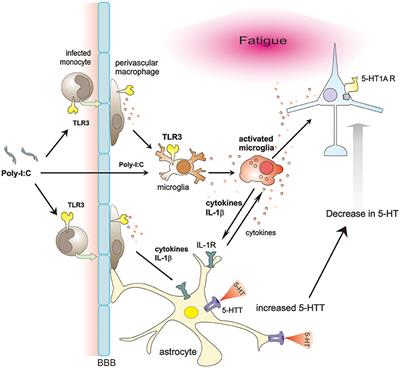 Frontiers | Glial Activation and Expression of the Serotonin ...