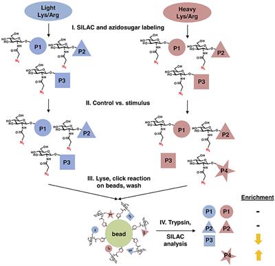 Frontiers | A Novel Glycoproteomics Workflow Reveals Dynamic O ...