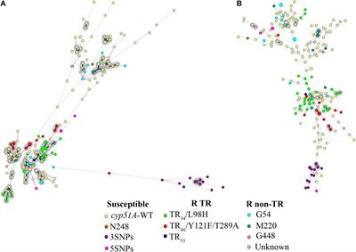 Frontiers Comparison Of Two Highly Discriminatory Typing Methods To Analyze Aspergillus Fumigatus Azole Resistance Microbiology