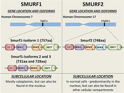 Frontiers | Smurfs in Protein Homeostasis, Signaling, and Cancer