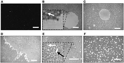 Frontiers | Supported Lipid Bilayers of Escherichia coli Extracted ...