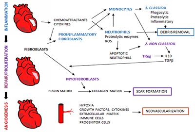 Frontiers | Extracellular Vesicle-Mediated Immune Regulation of Tissue ...