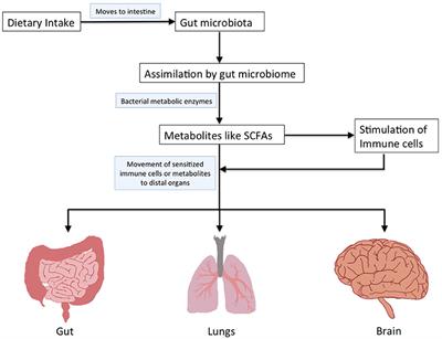 Frontiers | Diet, Microbiota and Gut-Lung Connection