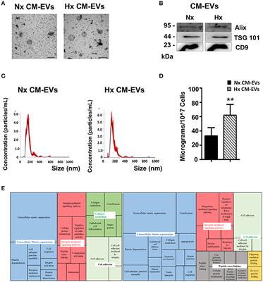 Frontiers | Extracellular Vesicles Secreted by Hypoxic AC10 ...