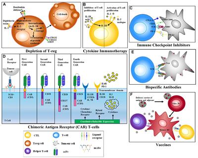 Frontiers | Principles of Immunotherapy: Implications for Treatment ...