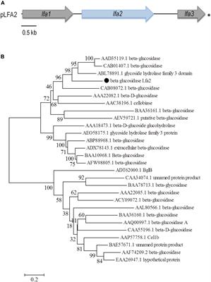 Frontiers Novel Ethanol And 5 Hydroxymethyl Furfural Stimulated B Glucosidase Retrieved From A Brazilian Secondary Atlantic Forest Soil Metagenome Microbiology