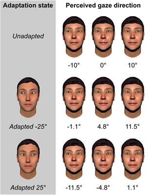 Frontiers | Adaptation to the Direction of Others’ Gaze: A Review