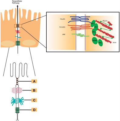 Frontiers | Accessory Toxins of Vibrio Pathogens and Their Role in ...