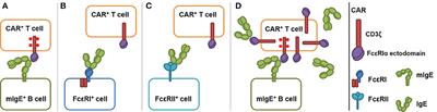 Frontiers | Chimeric Antigen Receptors Based on Low Affinity Mutants of ...