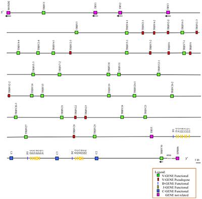 Frontiers | Overview of the Germline and Expressed Repertoires of the ...