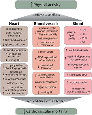 Frontiers  Cardiovascular Effects and Benefits of Exercise
