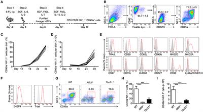 Frontiers | Cytokine-Based Generation of CD49a+Eomes−/+ Natural Killer ...