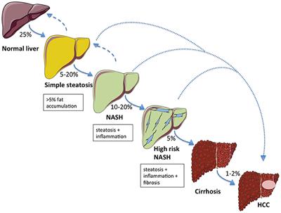 Frontiers Future Perspectives On Glp 1 Receptor Agonists And Glp 1 Glucagon Receptor Co Agonists In The Treatment Of Nafld Endocrinology