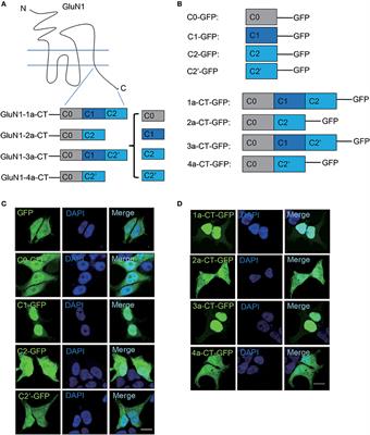 Frontiers The C Terminus Of Nmdar Glun1 1a Subunit Translocates To Nucleus And Regulates Synaptic Function Cellular Neuroscience