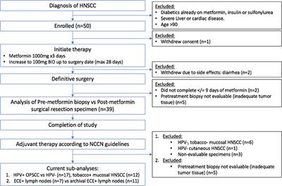 Frontiers Metformin Clinical Trial In Hpv And Hpv Head And Neck Squamous Cell Carcinoma Impact On Cancer Cell Apoptosis And Immune Infiltrate Oncology