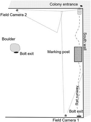 Frontiers | Temporal and Space-Use Changes by Rats in Response to Predation by Feral Cats in an Urban Ecosystem