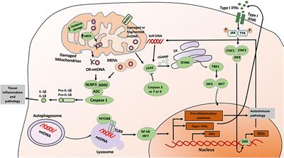 Mitochondrial reactive oxygen is critical for IL-12/IL-18-induced IFN