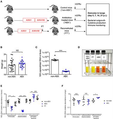 Frontiers The Host Microbiota Contributes To Early Protection Against Lung Colonization By Mycobacterium Tuberculosis Immunology