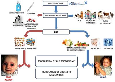 Frontiers | Gut Microbiome as Target for Innovative Strategies Against ...