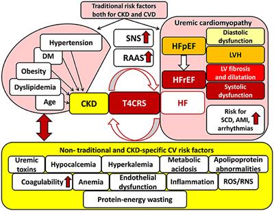 Frontiers | Mechanisms and Modulation of Oxidative/Nitrative Stress in ...