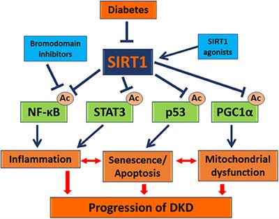 Frontiers Sirt1 Is A Potential Drug Target For Treatment Of Diabetic Kidney Disease Endocrinology