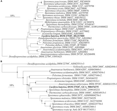 Frontiers Co Culture Of A Novel Fermentative Bacterium Lucifera Butyrica Gen Nov Sp Nov With The Sulfur Reducer Desulfurella Amilsii For Enhanced Sulfidogenesis Microbiology