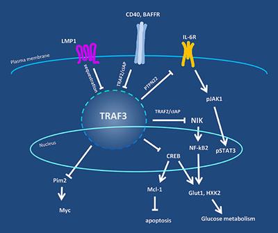 Frontiers Traf3 As A Multifaceted Regulator Of B Lymphocyte