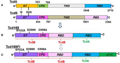 Frontiers | Novel Chimeric Protein Vaccines Against Clostridium ...