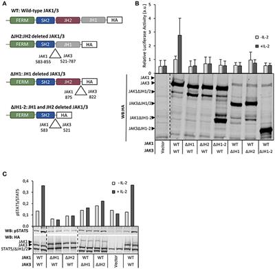 Frontiers | Hyperactivation of Oncogenic JAK3 Mutants Depend on ATP ...