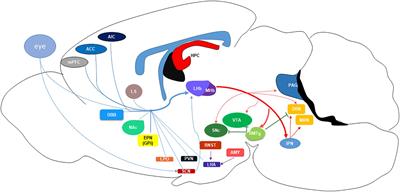 Frontiers | Dysregulation of the Lateral Habenula in Major Depressive ...