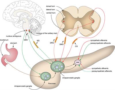Frontiers Intrapancreatic Ganglia And Neural Regulation Of Pancreatic Endocrine Secretion Neuroscience