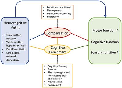 Frontiers  Cognitive Involvement in Balance, Gait and Dual-Tasking in  Aging: A Focused Review From a Neuroscience of Aging Perspective