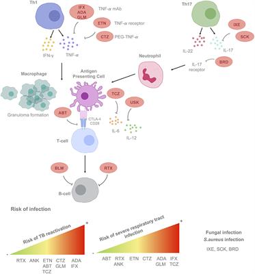 Frontiers | Impact of Host Genetics and Biological Response Modifiers ...