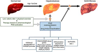 Frontiers | Commentary: The histone demethylase Phf2 acts as a ...