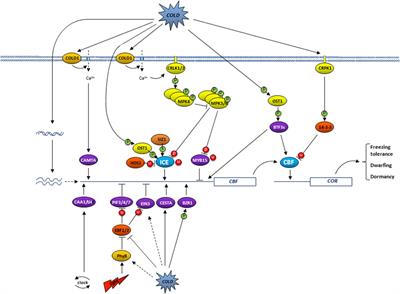 Frontiers | Cold Hardiness in Trees: A Mini-Review