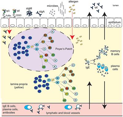 Frontiers | Gut Mucosal Antibody Responses and Implications for Food ...