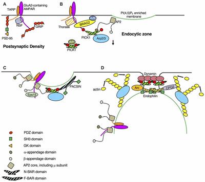 Frontiers | The Regulation of AMPA Receptor Endocytosis by Dynamic ...