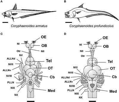 Frontiers Ontogenetic Shifts In The Number Of Axons In The Olfactory Tract And Optic Nerve In Two Species Of Deep Sea Grenadier Fish Gadiformes Macrouridae Coryphaenoides Ecology And Evolution