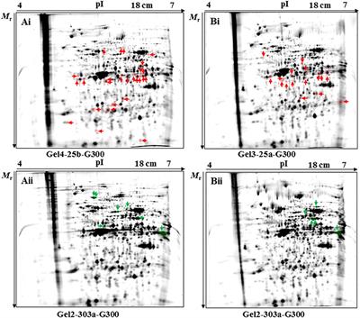 Frontiers An Alliance Of Gel Based And Gel Free Proteomic Techniques Displays Substantial Insight Into The Proteome Of A Virulent And An Attenuated Histomonas Meleagridis Strain Cellular And Infection Microbiology