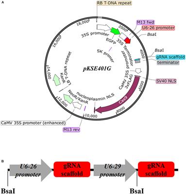 Frontiers Development And Validation Of An Effective Crispr Cas9 Vector For Efficiently Isolating Positive Transformants And Transgene Free Mutants In A Wide Range Of Plant Species Plant Science