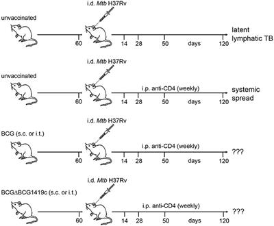 Frontiers | BCG Vaccination Prevents Reactivation of Latent Lymphatic ...