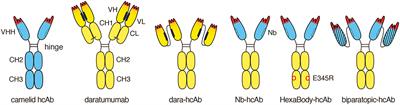 Frontiers | CD38-Specific Biparatopic Heavy Chain Antibodies Display ...