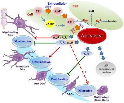 Frontiers | Adenosine Actions on Oligodendroglia and Myelination in ...