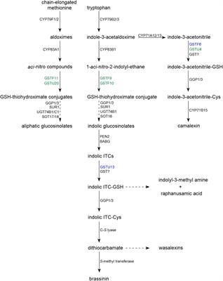 Frontiers | Glutathione S-Transferases in the Biosynthesis of Sulfur ...