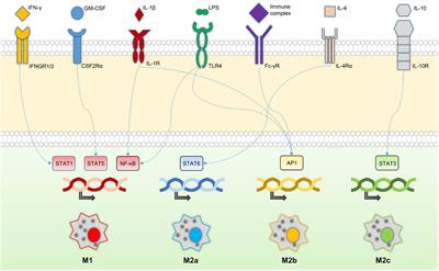 Transcription factor KLF4 regulated STAT1 to promote M1 polarization of  macrophages in rheumatoid arthritis