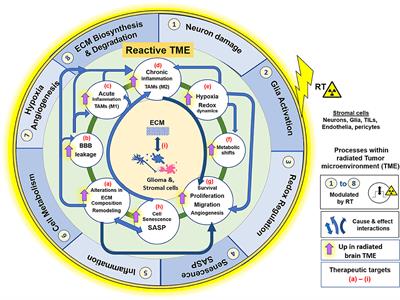 Frontiers | Radiation-Induced Alterations in the Recurrent Glioblastoma ...