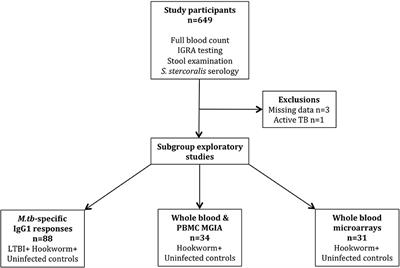 Frontiers Human Hookworm Infection Enhances Mycobacterial Growth Inhibition And Associates With Reduced Risk Of Tuberculosis Infection Immunology