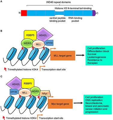 Frontiers | The Histone H3 Lysine 4 Presenter WDR5 as an Oncogenic ...