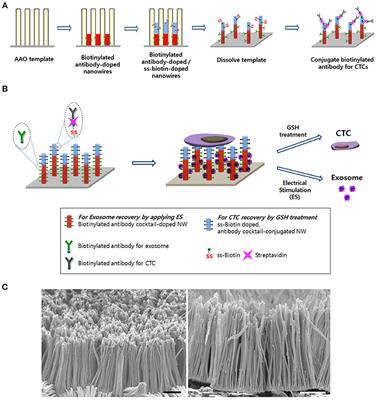 Frontiers | A Novel Multifunctional Nanowire Platform for Highly ...