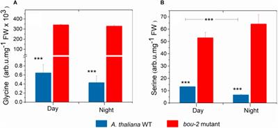 Frontiers The Photorespiratory Bou Gene Mutation Alters Sulfur Assimilation And Its Crosstalk With Carbon And Nitrogen Metabolism In Arabidopsis Thaliana Plant Science